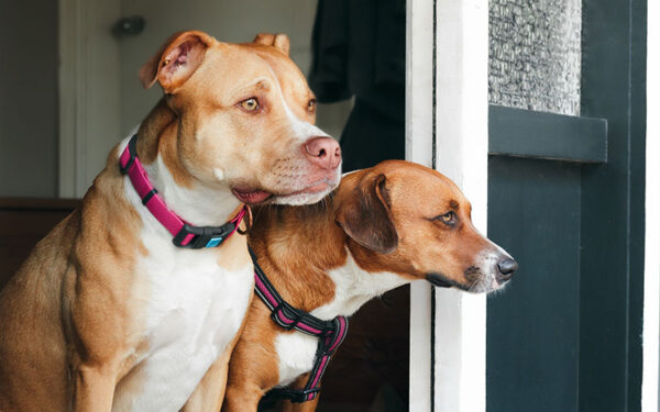 Homeowners Insurance-Dog Bite